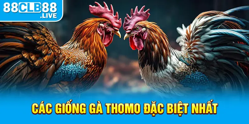 Các giống gà Thomo đặc biệt nhất