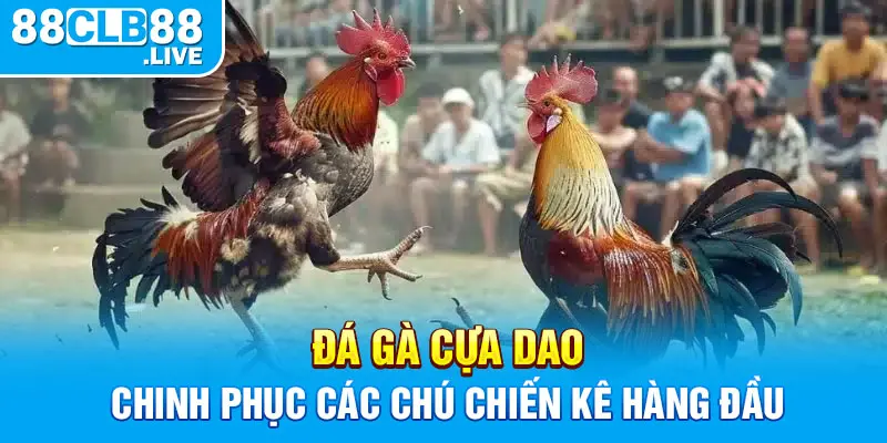 Đá gà cựa dao - Chinh phục các chú chiến kê hàng đầu