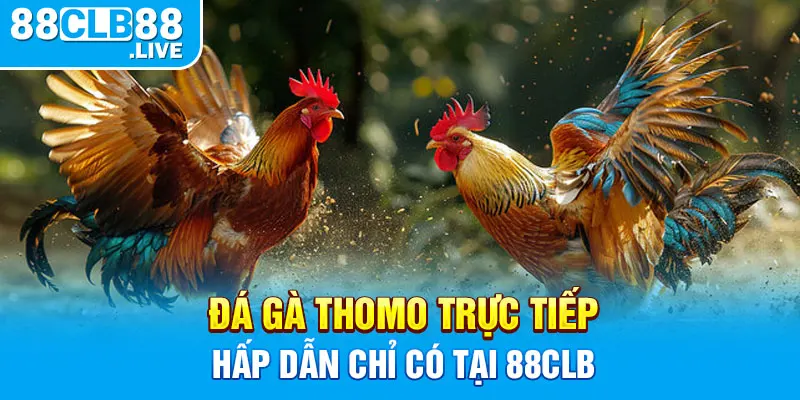 Đá gà Thomo trực tiếp hấp dẫn chỉ có tại 88CLB