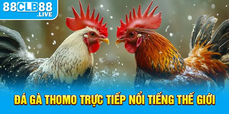 Đá gà Thomo trực tiếp nổi tiếng thế giới