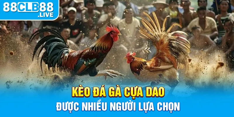 Kèo đá gà cựa dao được nhiều người lựa chọn