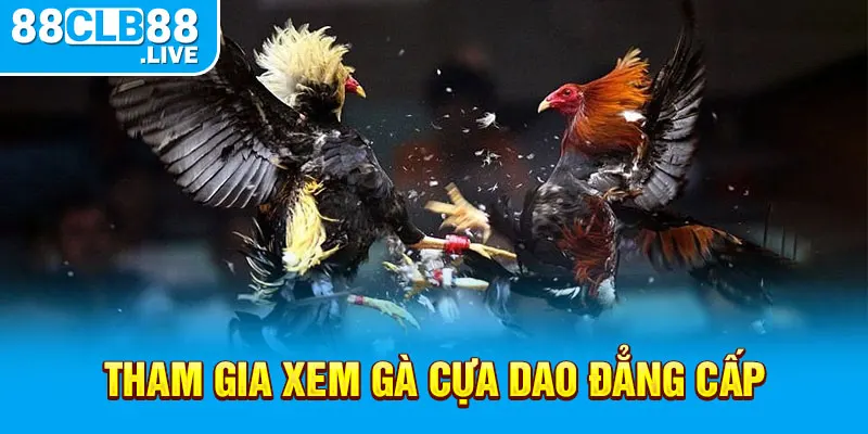 Tham gia xem gà cựa dao đẳng cấp